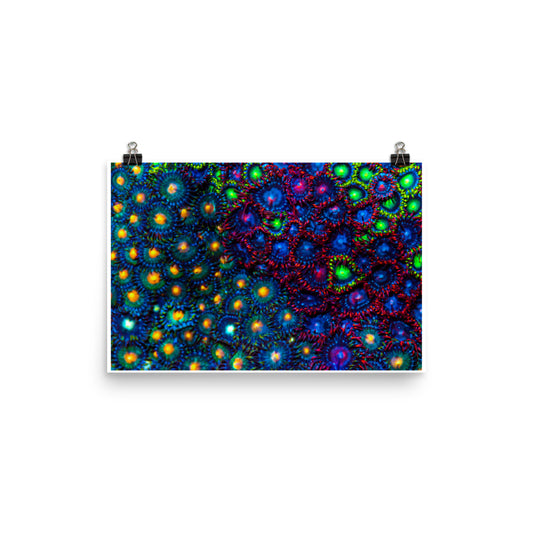 Turf War  - Fine Art Print - Coral Reef Photography Art