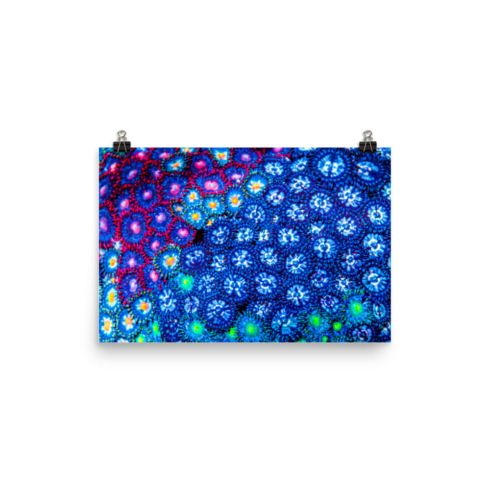 Winter Florals  - Fine Art Print - Coral Reef Photography Art