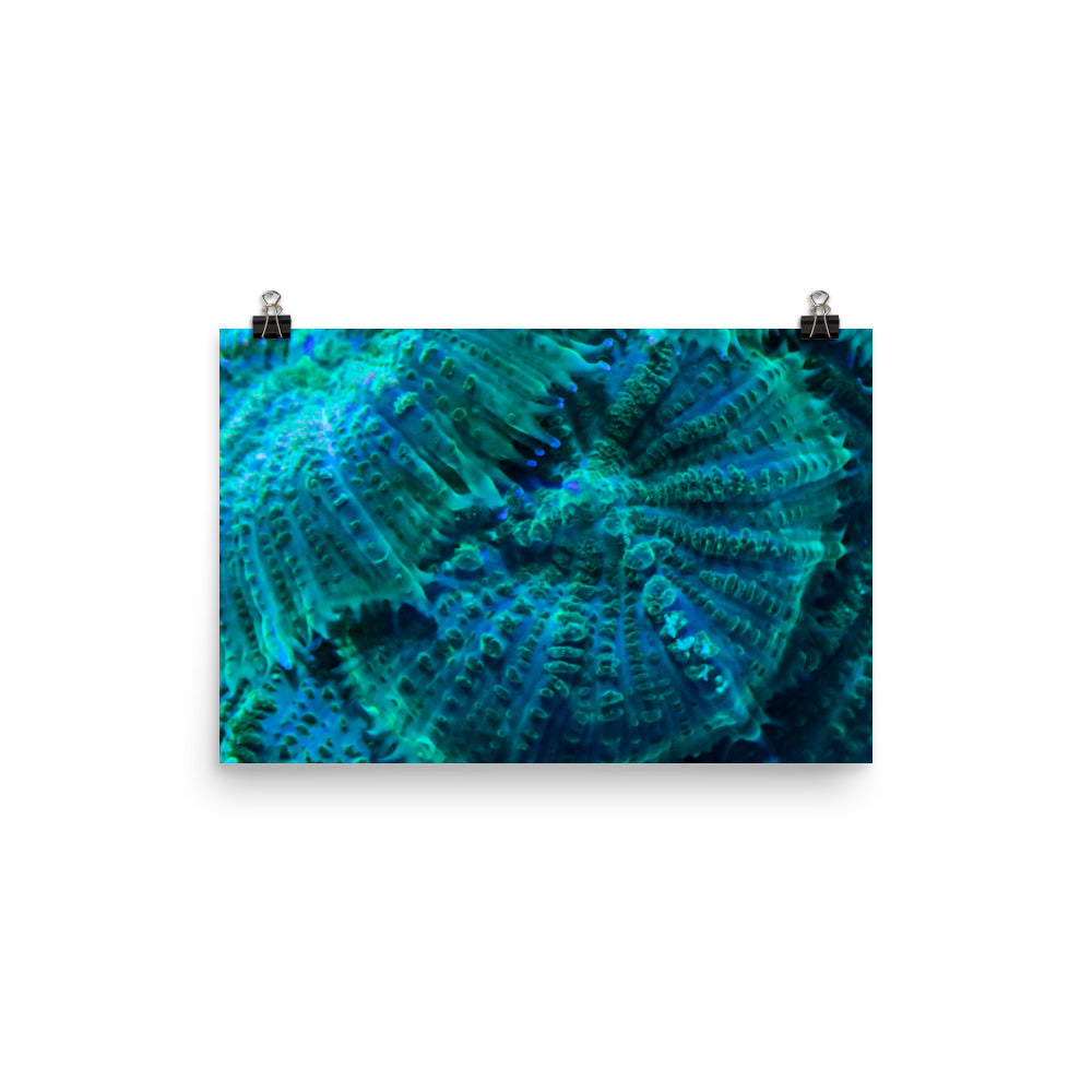 Green Testudo - Fine Art Print - Coral Reef Photography Art