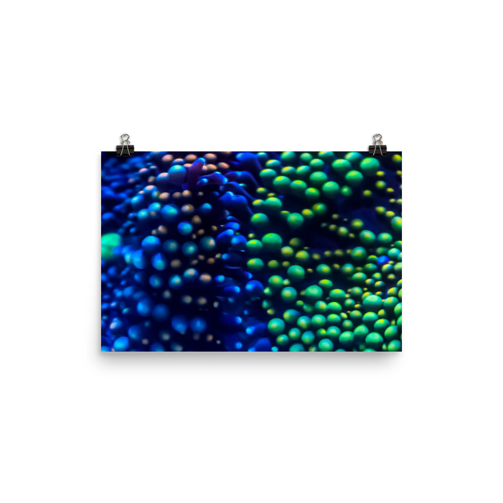 Inside The Equalizer - Fine Art Print - Coral Reef Photography Art