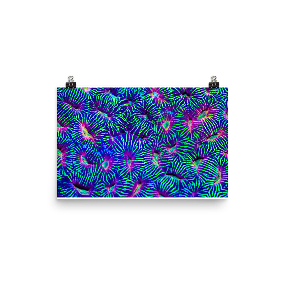 Jungle Stop - Fine Art Print - Coral Reef Photography Art