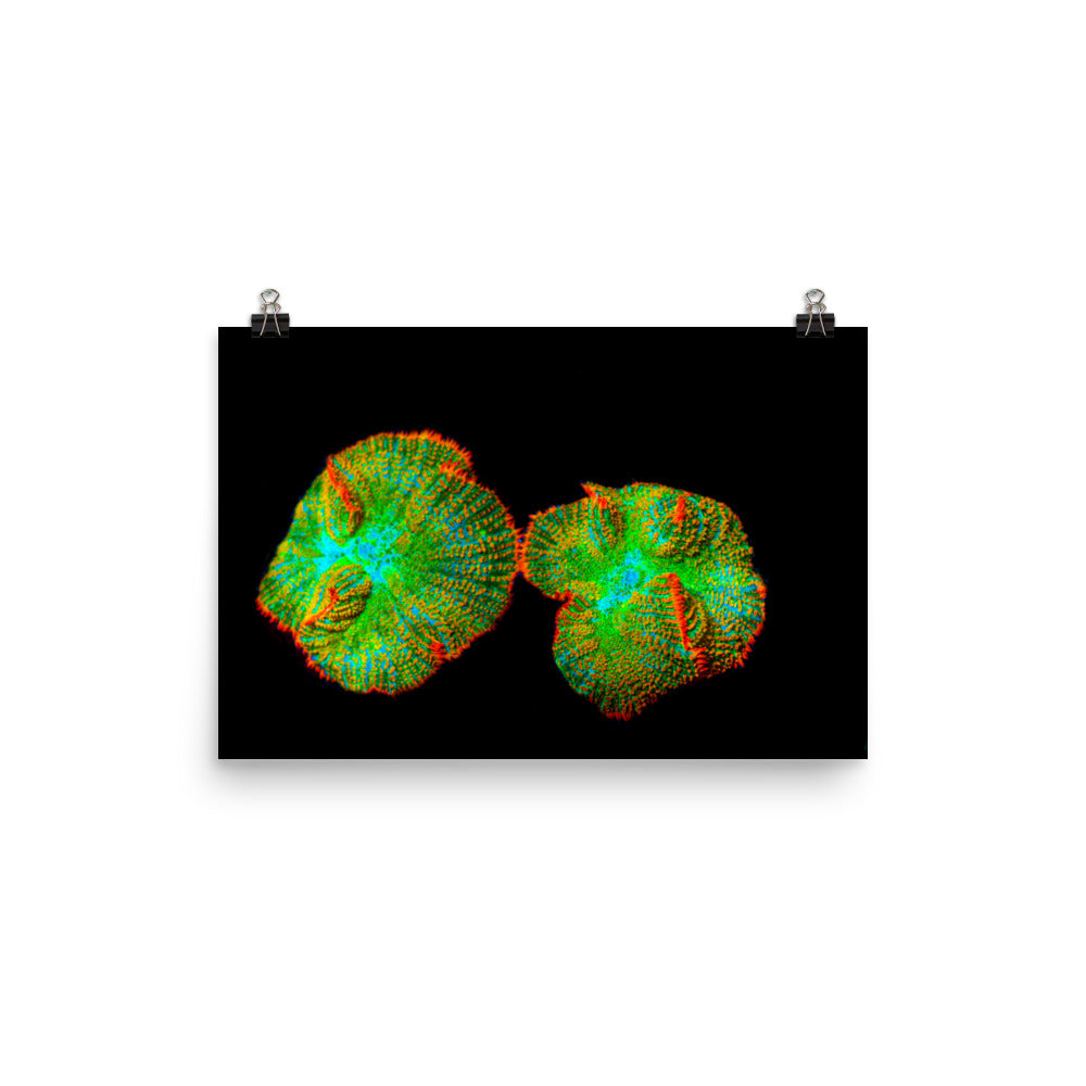 Lizard Frill - Fine Art Print - Coral Reef Photography Art