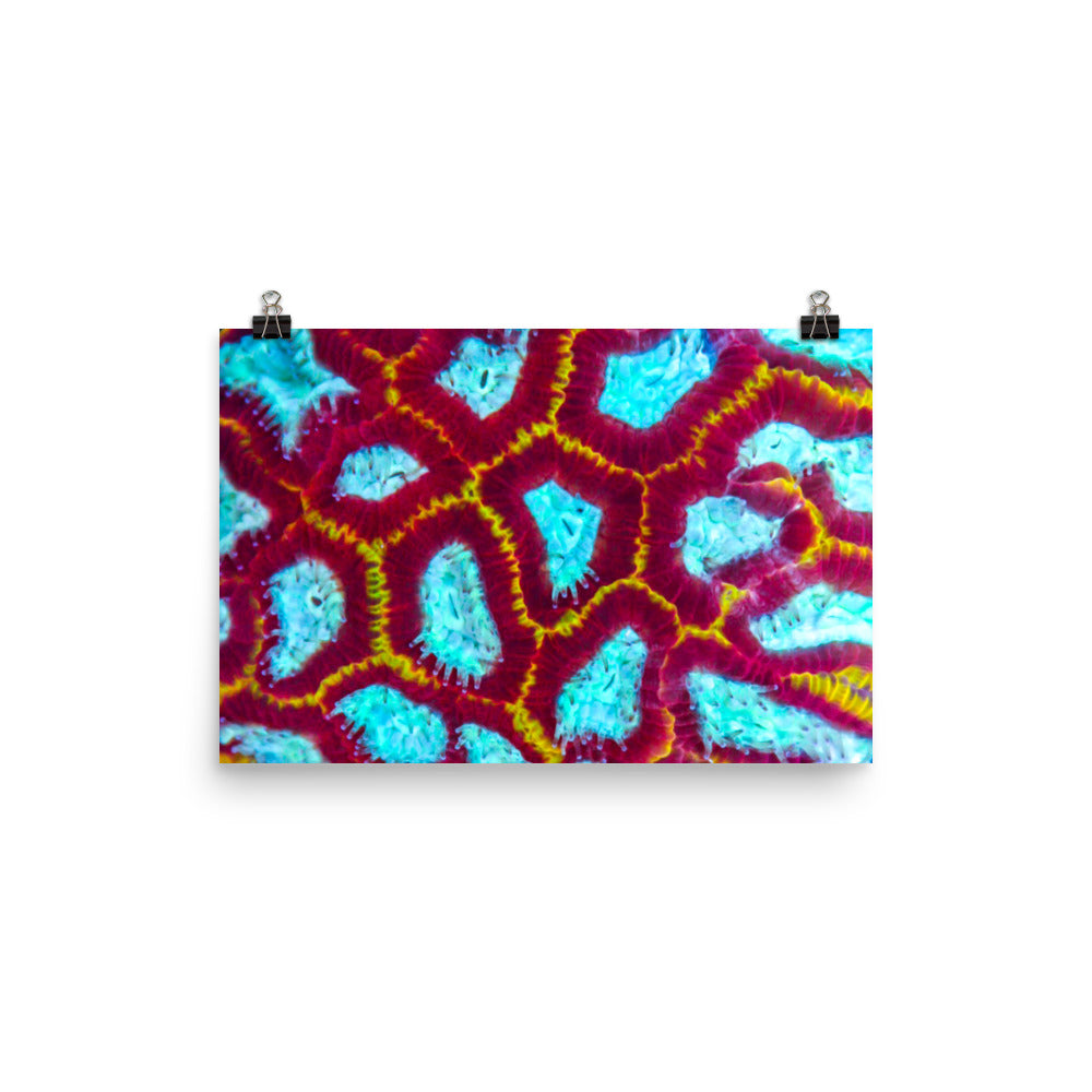 Arc Reactor - Fine Art Print - Coral Reef Photography Art