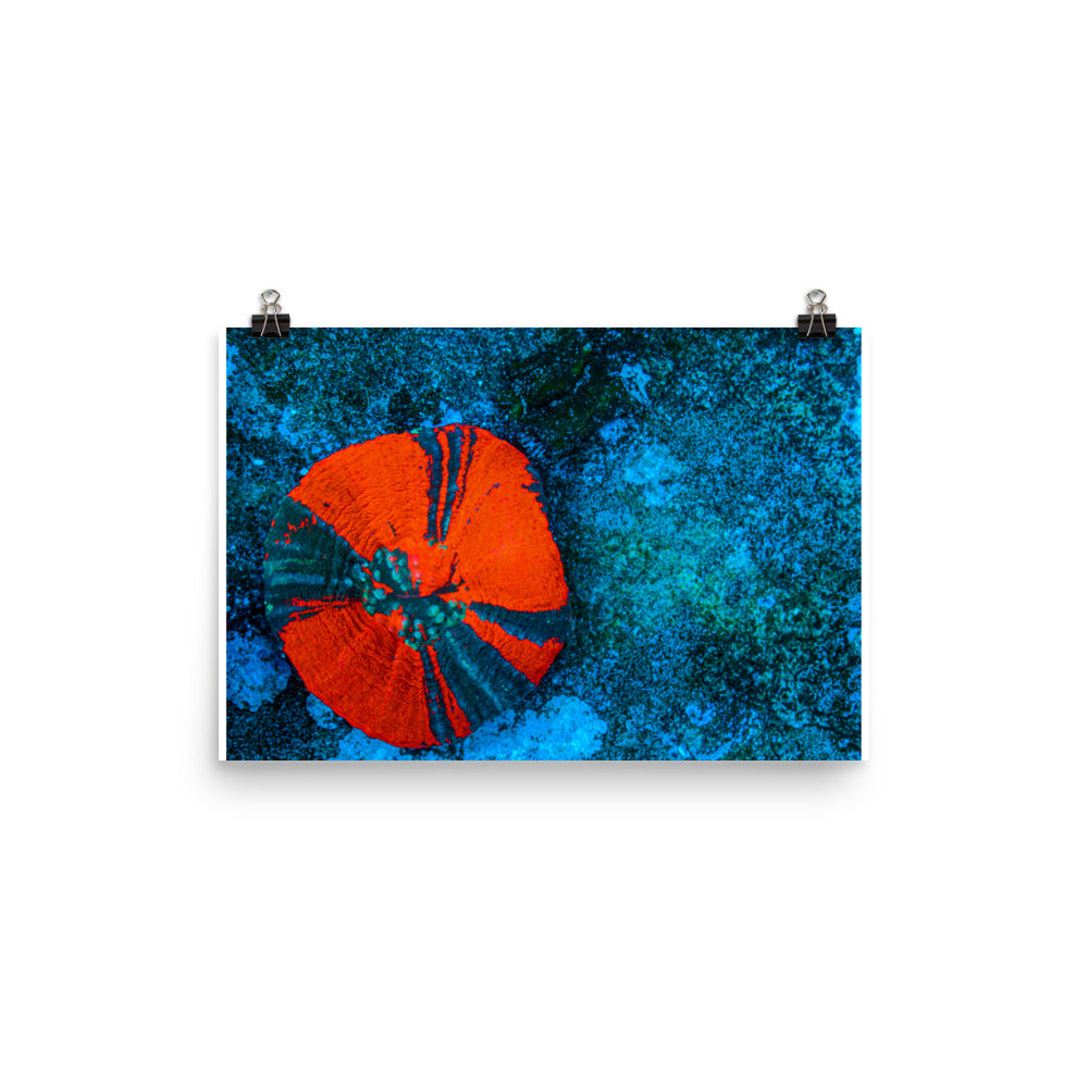 Artic Edge - Fine Art Print - Coral Reef Photography Art