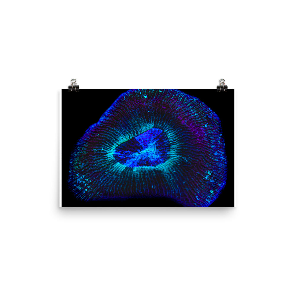 Crown Geode - Fine Art Print - Coral Reef Photography Art