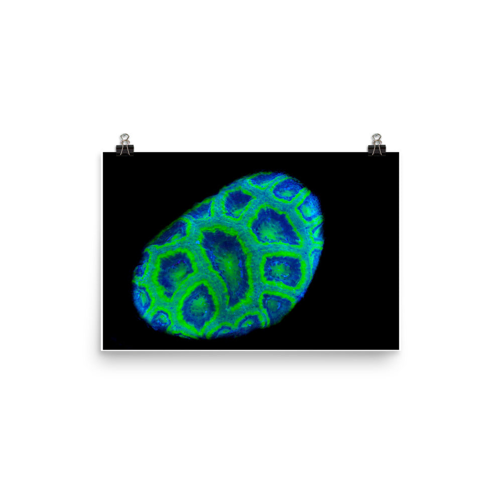 Green Petosky - Fine Art Print - Coral Reef Photography Art