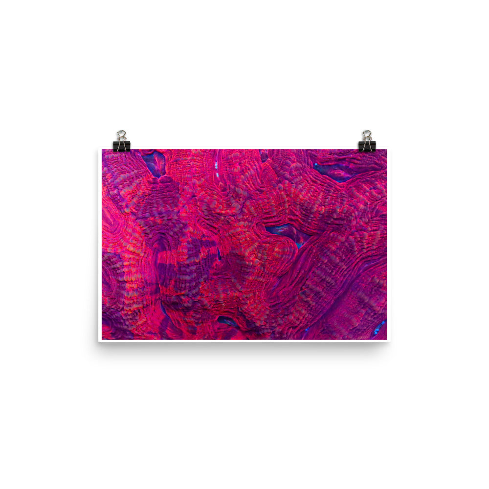 Igneous - Fine Art Print - Coral Reef Photography Art