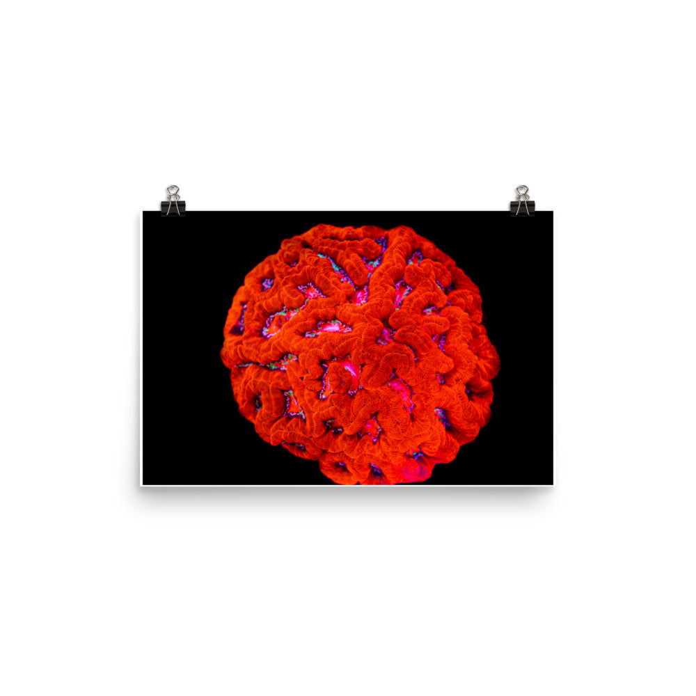 Mars' Craniology - Fine Art Print - Coral Reef Photography Art