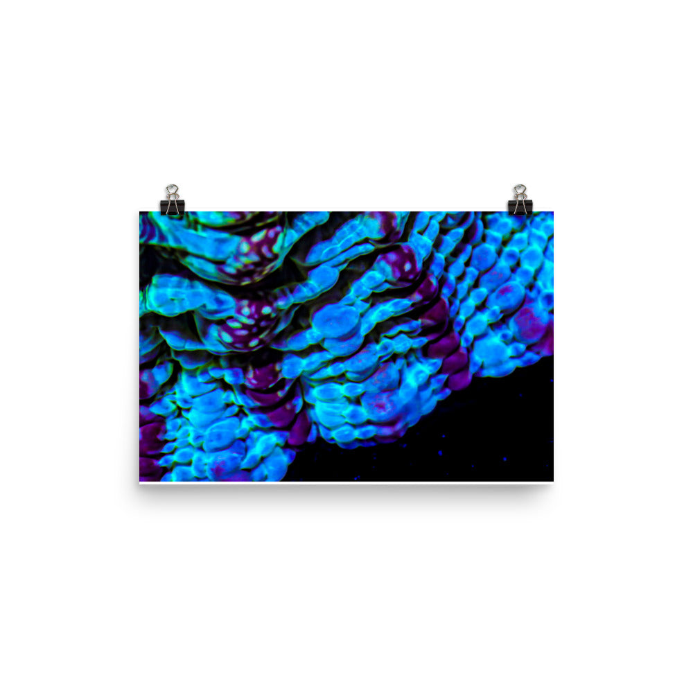 Nebulous Edge  - Fine Art Print - Coral Reef Photography Art