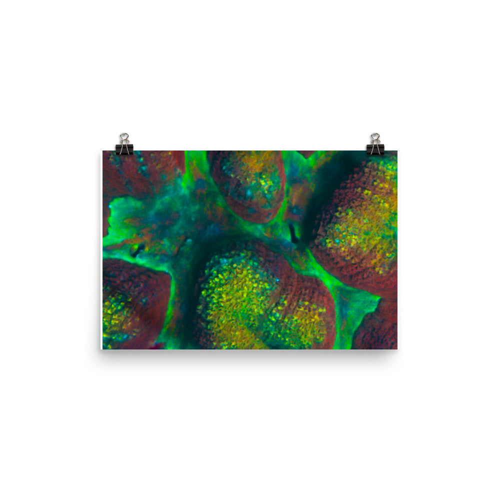 Rainbow Riverside - Fine Art Print - Coral Reef Photography Art