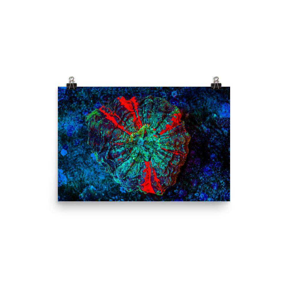 Red Radial - Fine Art Print - Coral Reef Photography Art