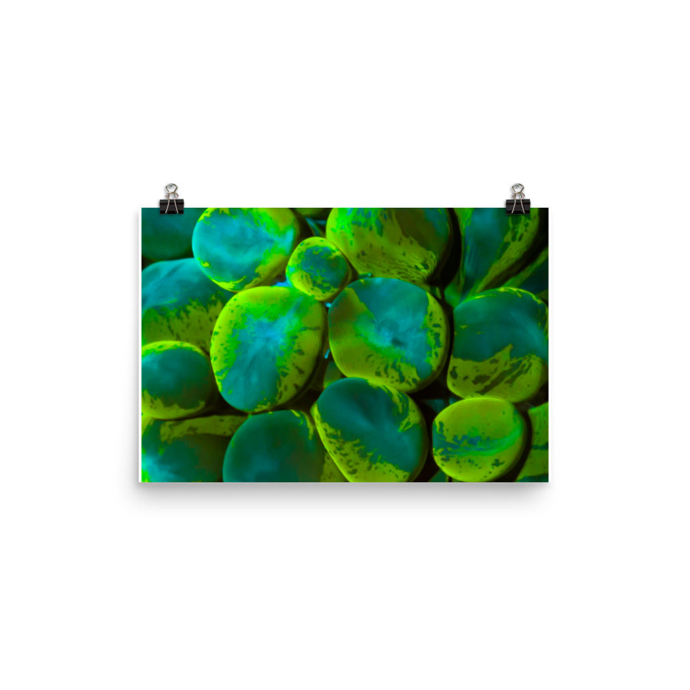 Toxic Spill  - Fine Art Print - Coral Reef Photography Art