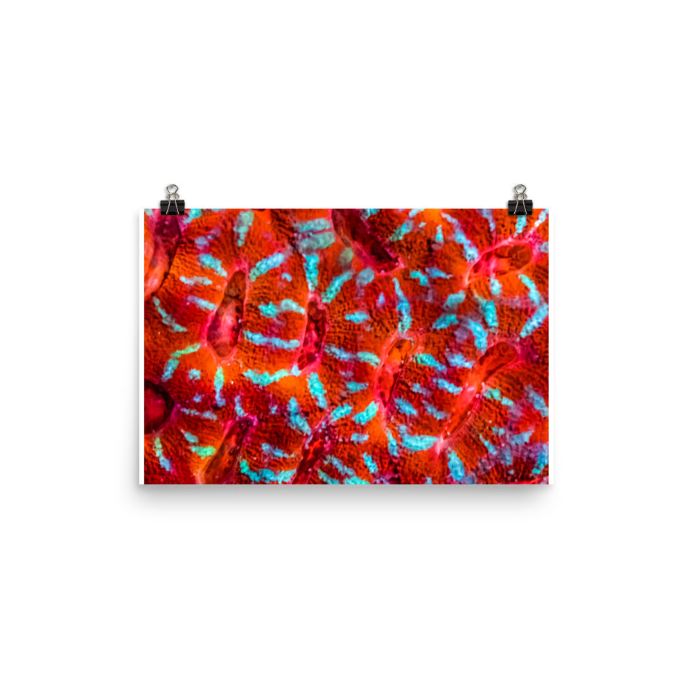 Turquoise Conchas - Fine Art Print - Coral Reef Photography Art