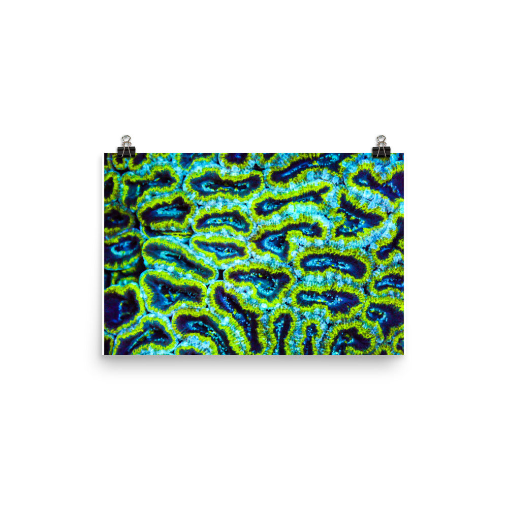 Victors - Fine Art Print - Coral Reef Photography Art