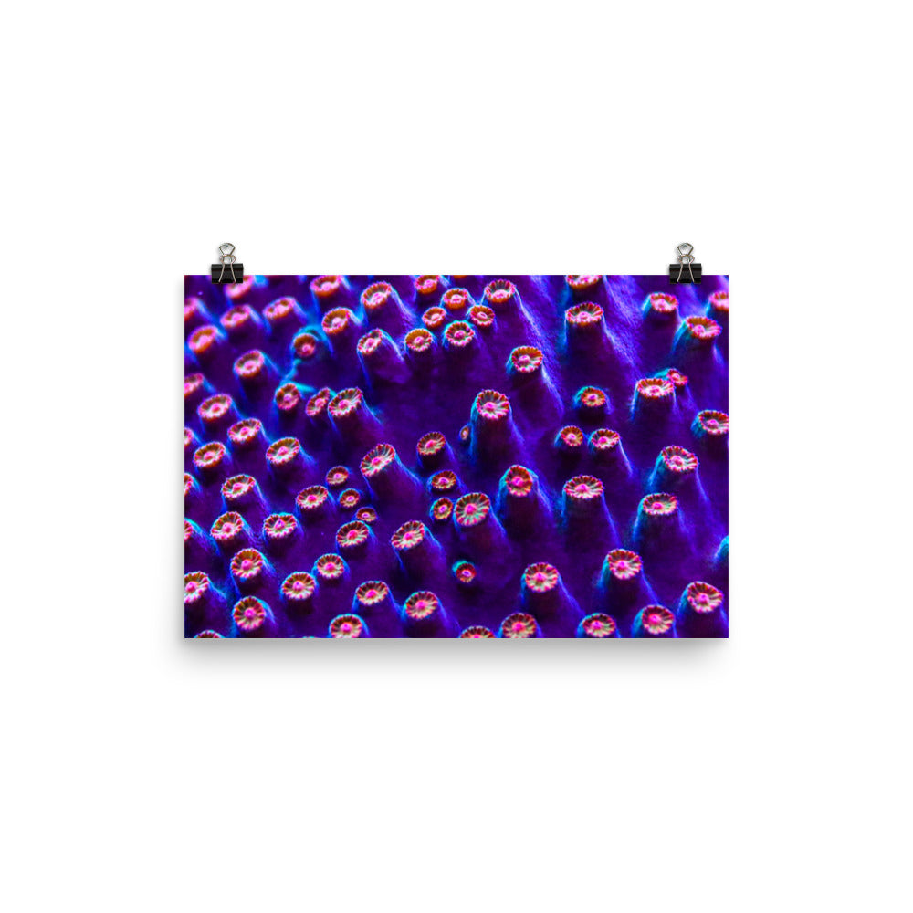 Cavern Wall  - Fine Art Print - Coral Reef Photography Art