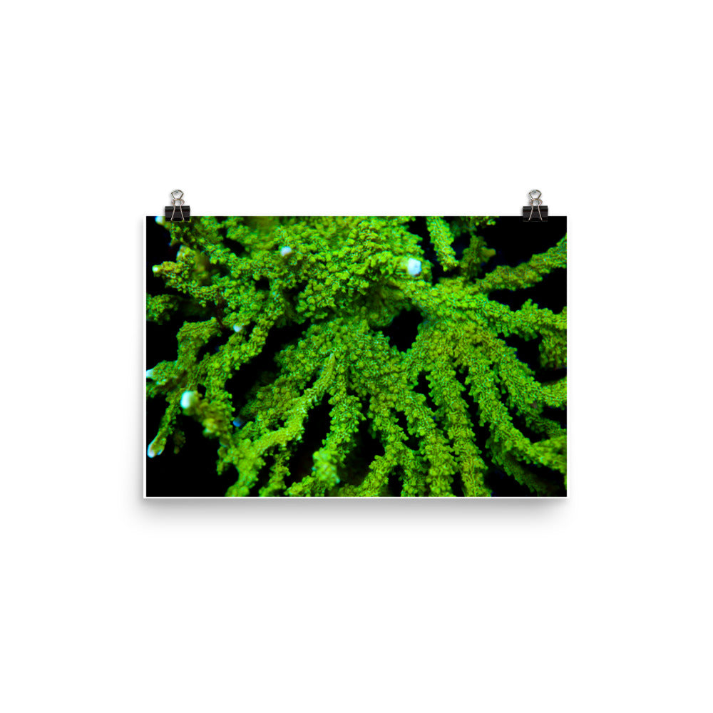 Davy Jones' Silhouette  - Fine Art Print - Coral Reef Photography Art
