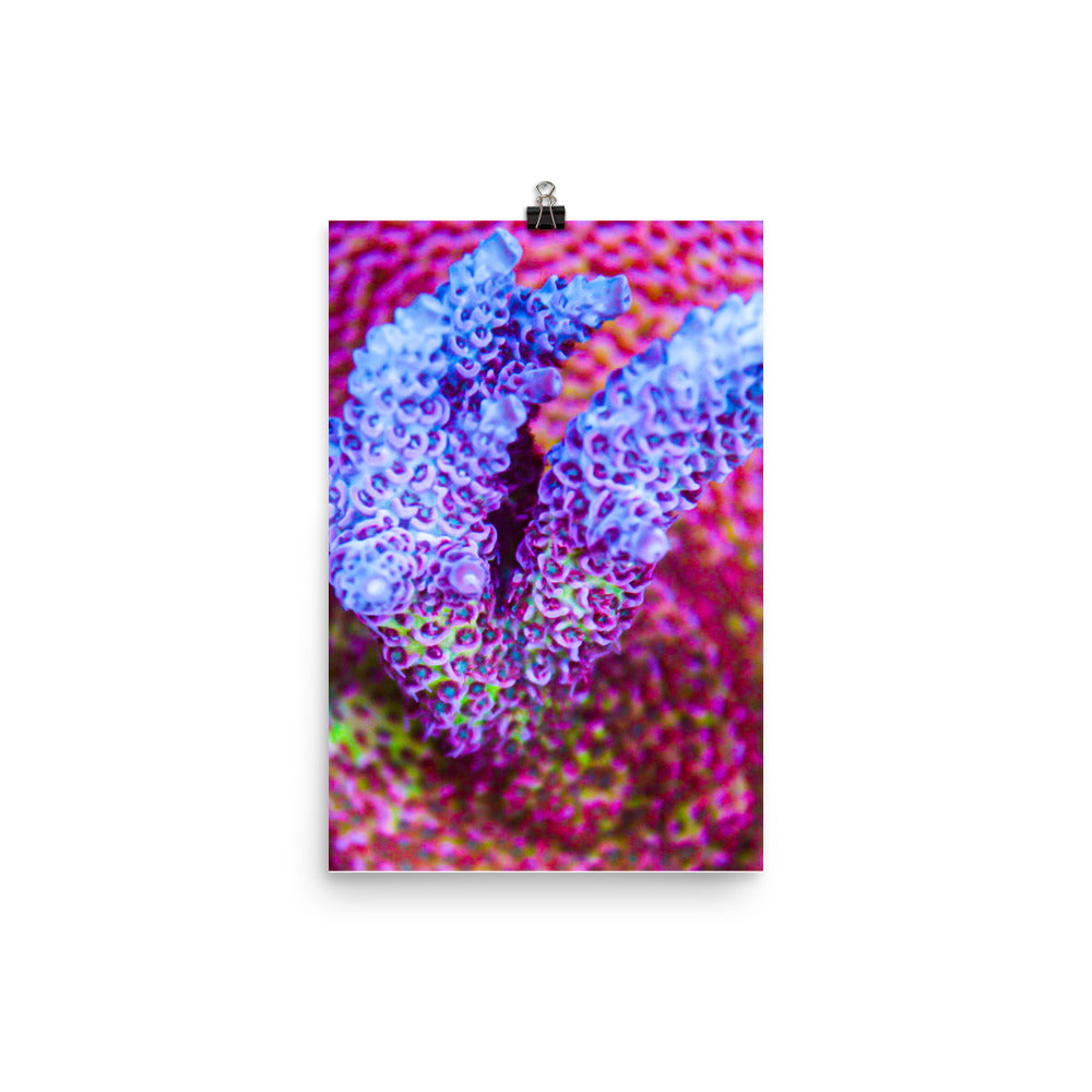 Frosted Tips - Fine Art Print - Coral Reef Photography Art