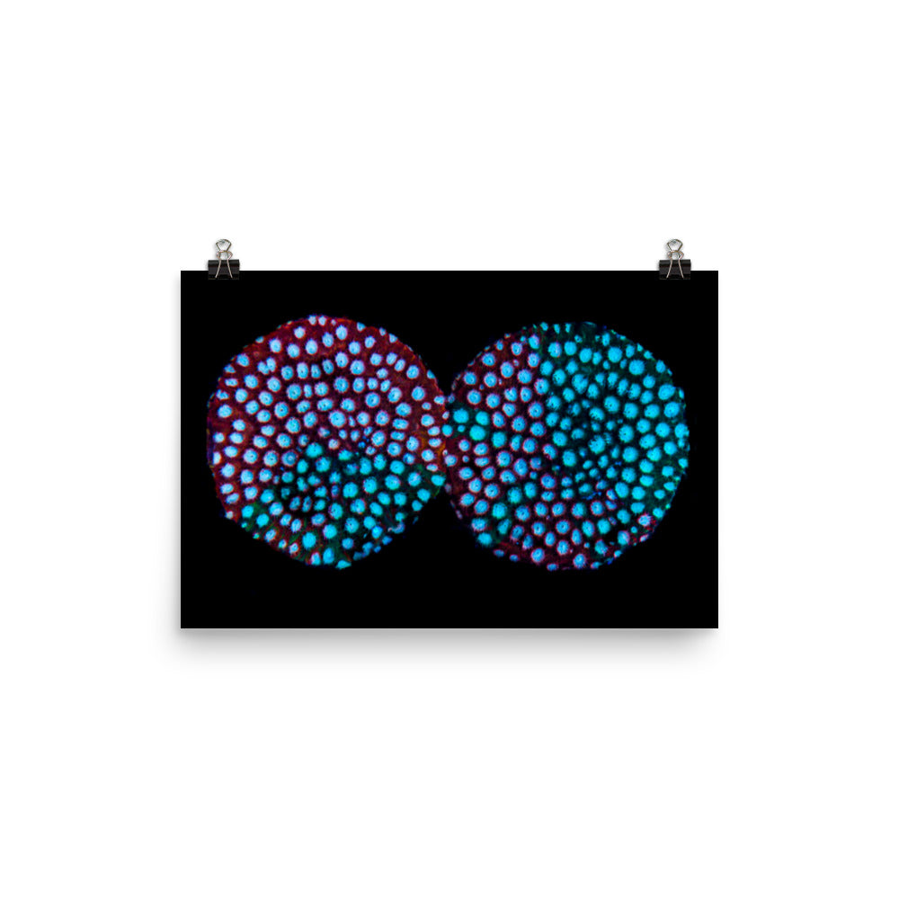 Hypnosis  - Fine Art Print - Coral Reef Photography Art