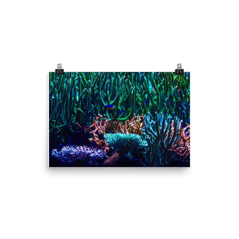 Limestone Forest - Fine Art Print - Coral Reef Photography Art
