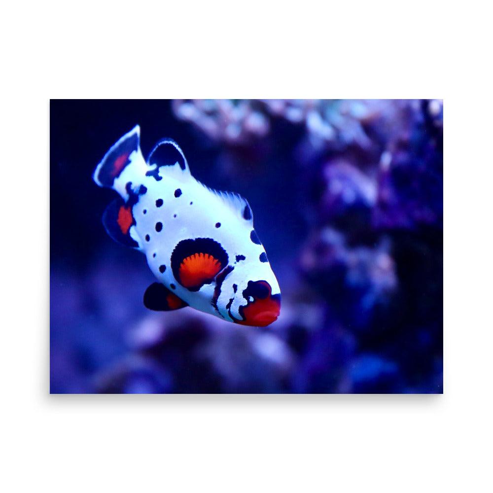 Ocellated Jester - Fine Art Print - Coral Reef Photography Art