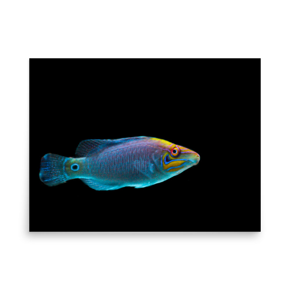 Fluores-Face - Fine Art Print - Coral Reef Photography Art