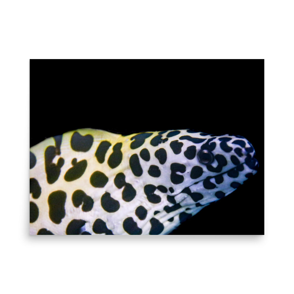 Blue In The Face - Fine Art Print - Coral Reef Photography Art