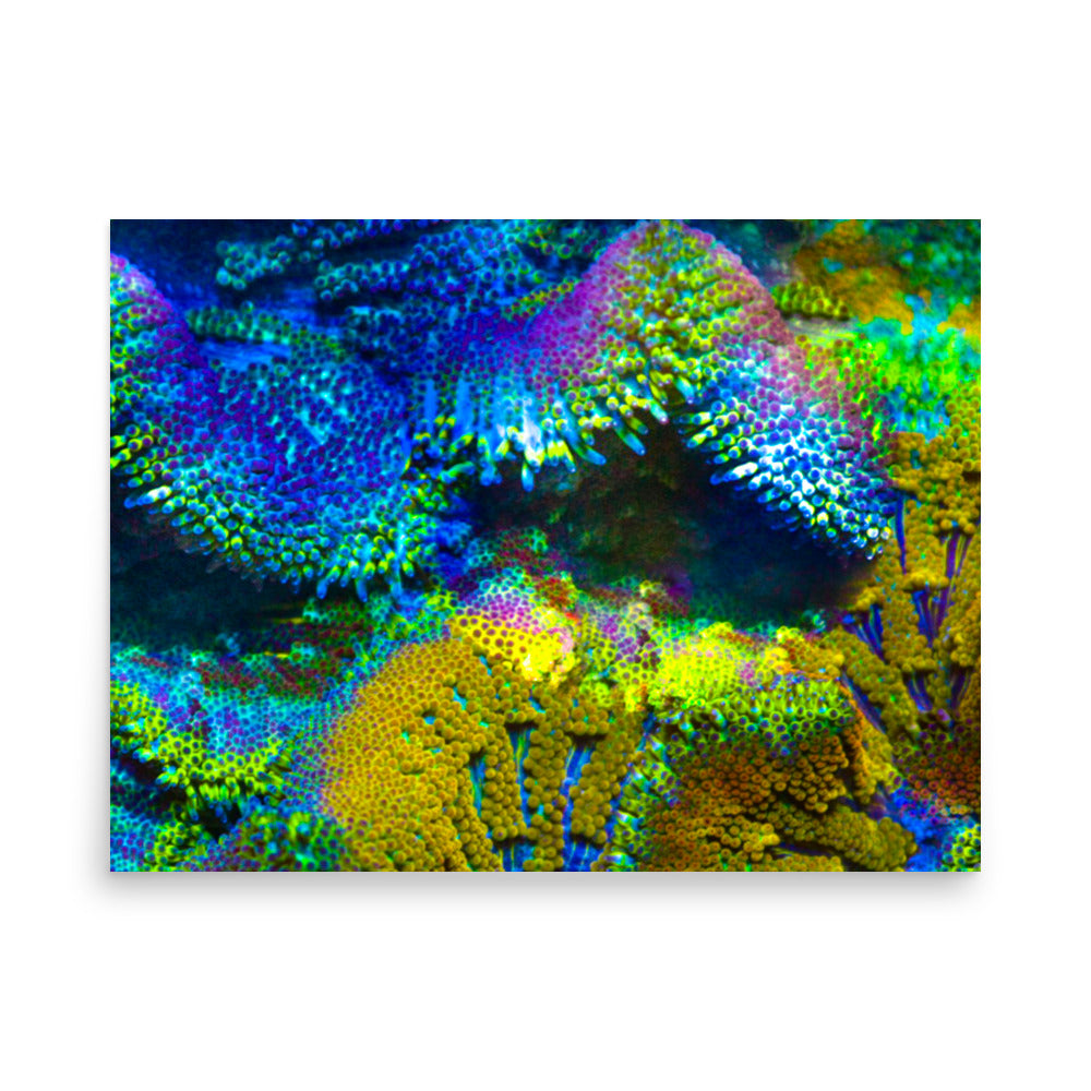 Shades Of Madness - Fine Art Print - Coral Reef Photography Art