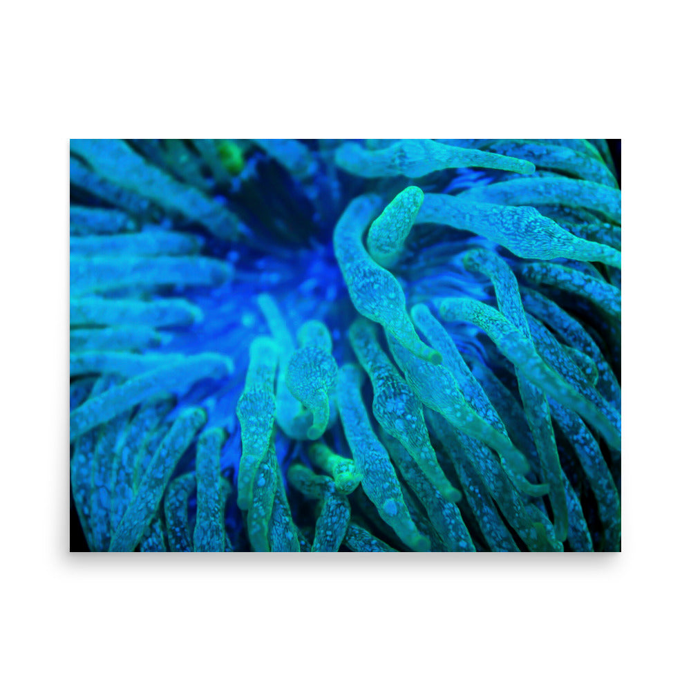 Acid Locs - Fine Art Print - Coral Reef Photography Art