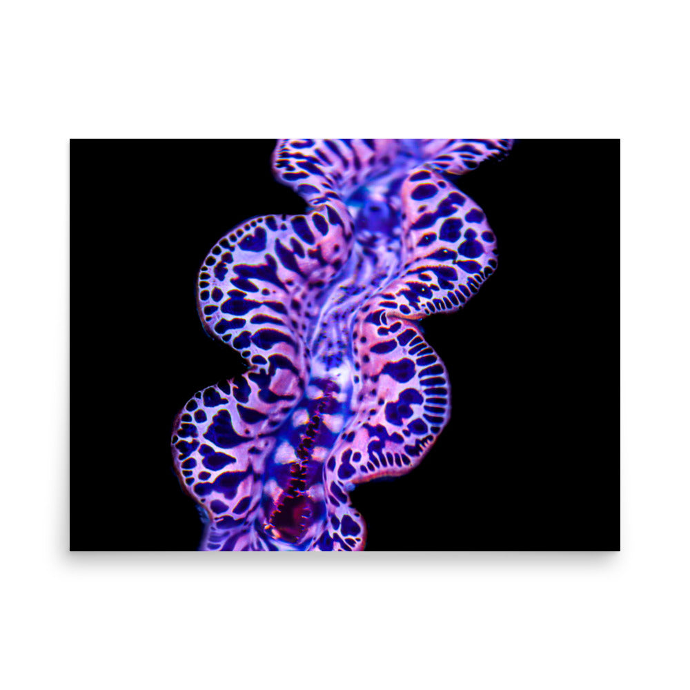 Plasma Portal - Fine Art Print - Coral Reef Photography Art
