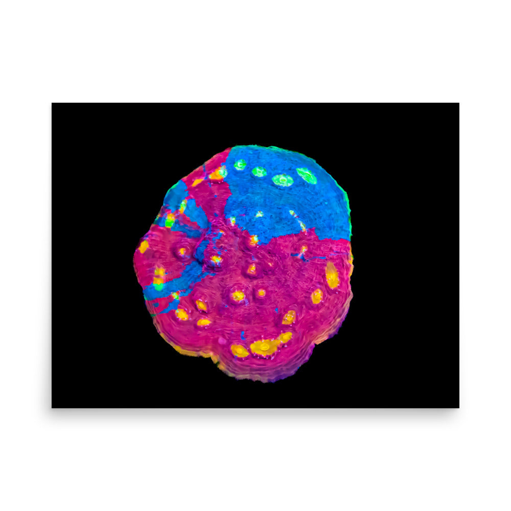 Waxberry - Fine Art Print - Coral Reef Photography Art