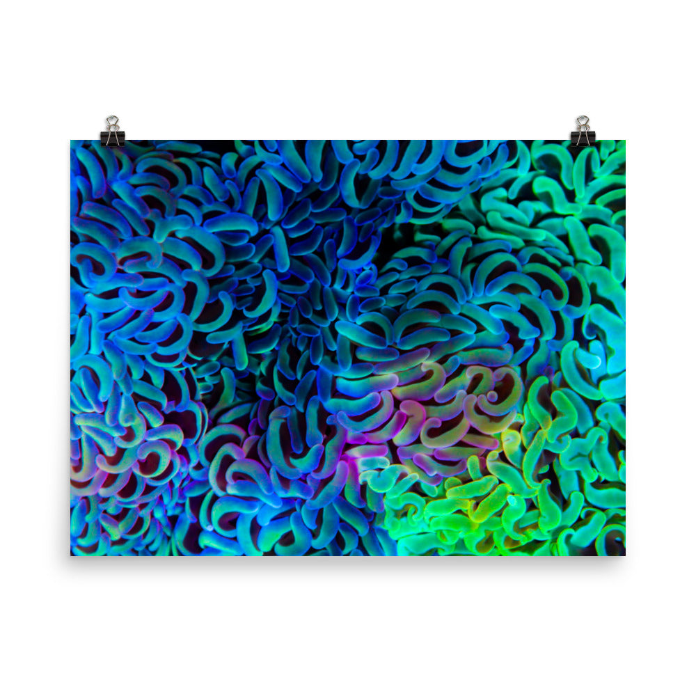 Aurora - Fine Art Print - Coral Reef Photography Art
