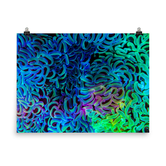 Aurora - Fine Art Print - Coral Reef Photography Art