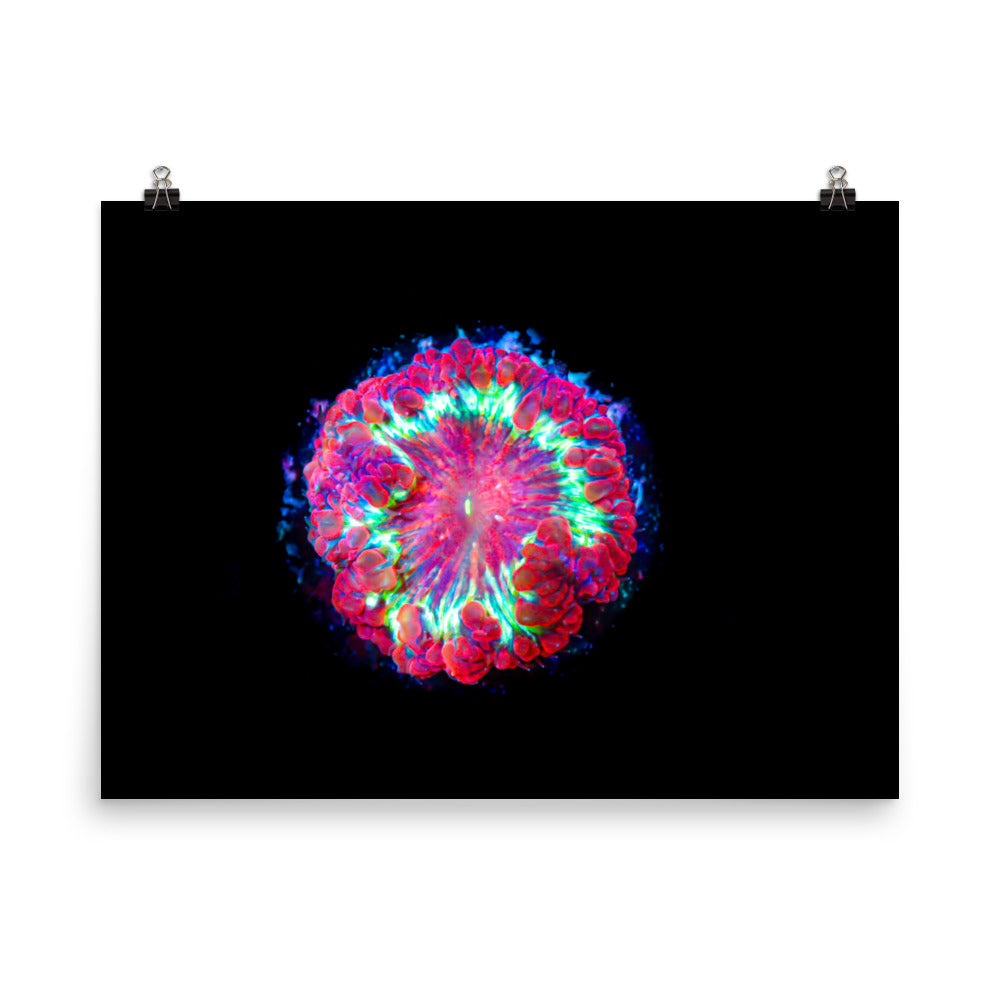 Blastonova - Fine Art Print - Coral Reef Photography Art