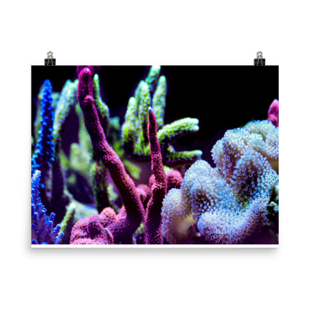 Fairy Garden  - Fine Art Print - Coral Reef Photography Art