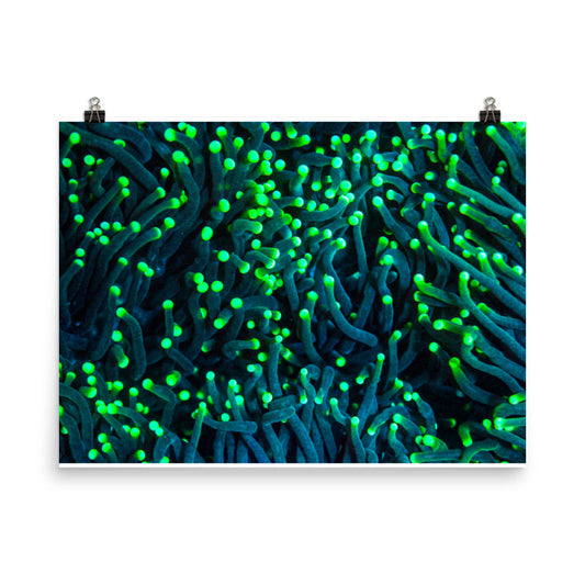 Firefly Rockets  - Fine Art Print - Coral Reef Photography Art