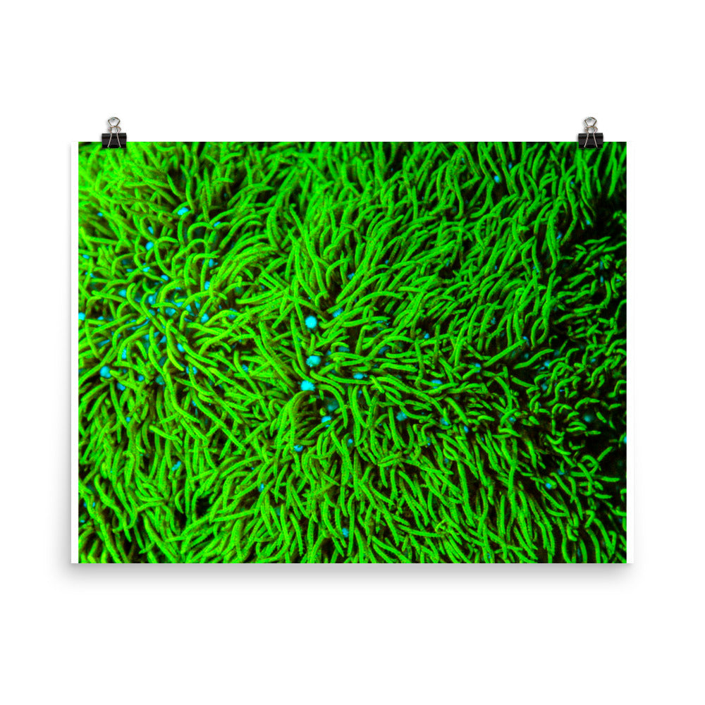 Greener Pastures  - Fine Art Print - Coral Reef Photography Art