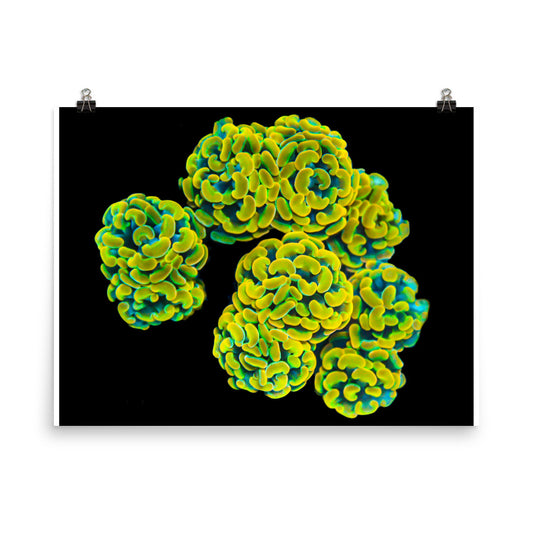Mystic Marigolds - Fine Art Print - Coral Reef Photography Art