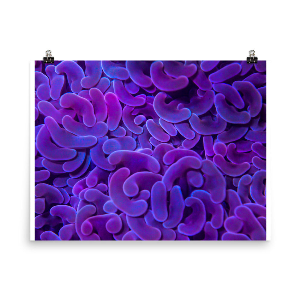Taro Tide  - Fine Art Print - Coral Reef Photography Art