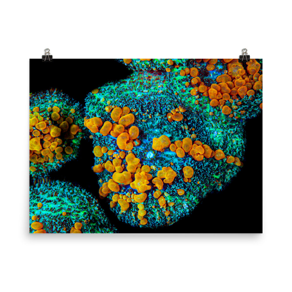 Breakout - Fine Art Print - Coral Reef Photography Art
