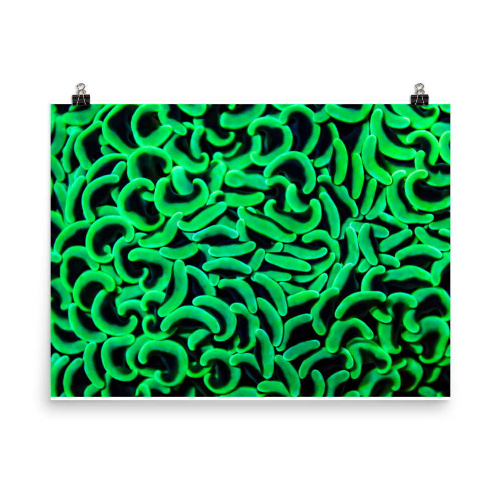The Riddlers Rug - Fine Art Print - Coral Reef Photography Art