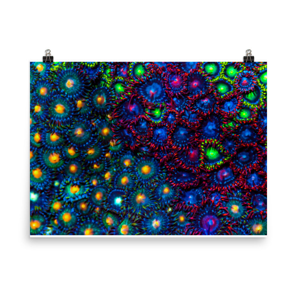 Turf War  - Fine Art Print - Coral Reef Photography Art