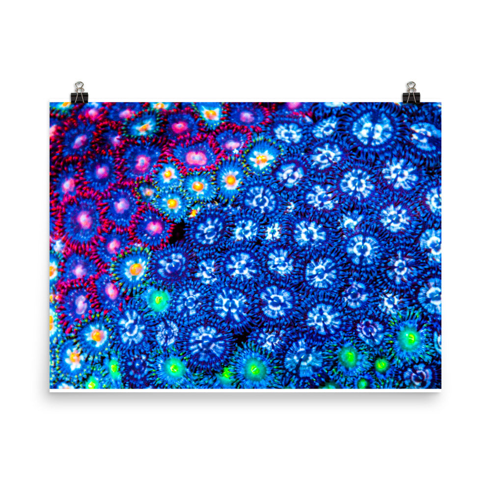 Winter Florals  - Fine Art Print - Coral Reef Photography Art
