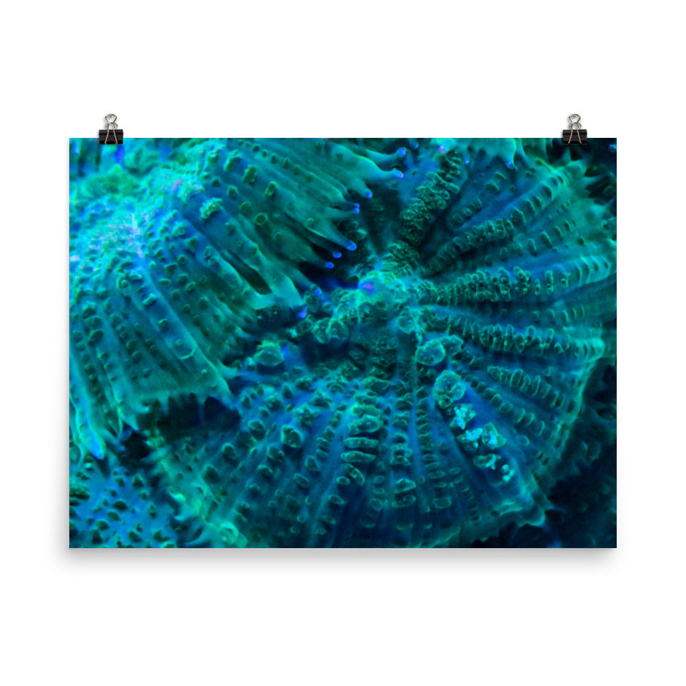 Green Testudo - Fine Art Print - Coral Reef Photography Art