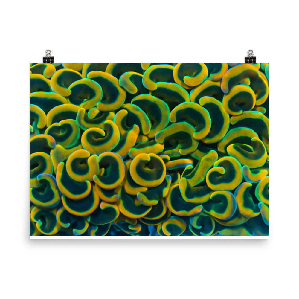 Yellow Brick Rainbow Road - Fine Art Print - Coral Reef Photography Art