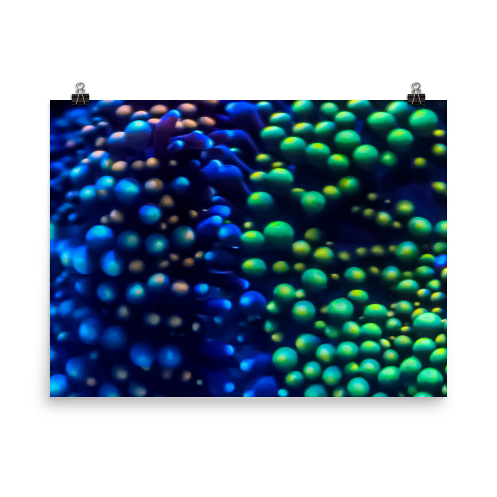Inside The Equalizer - Fine Art Print - Coral Reef Photography Art