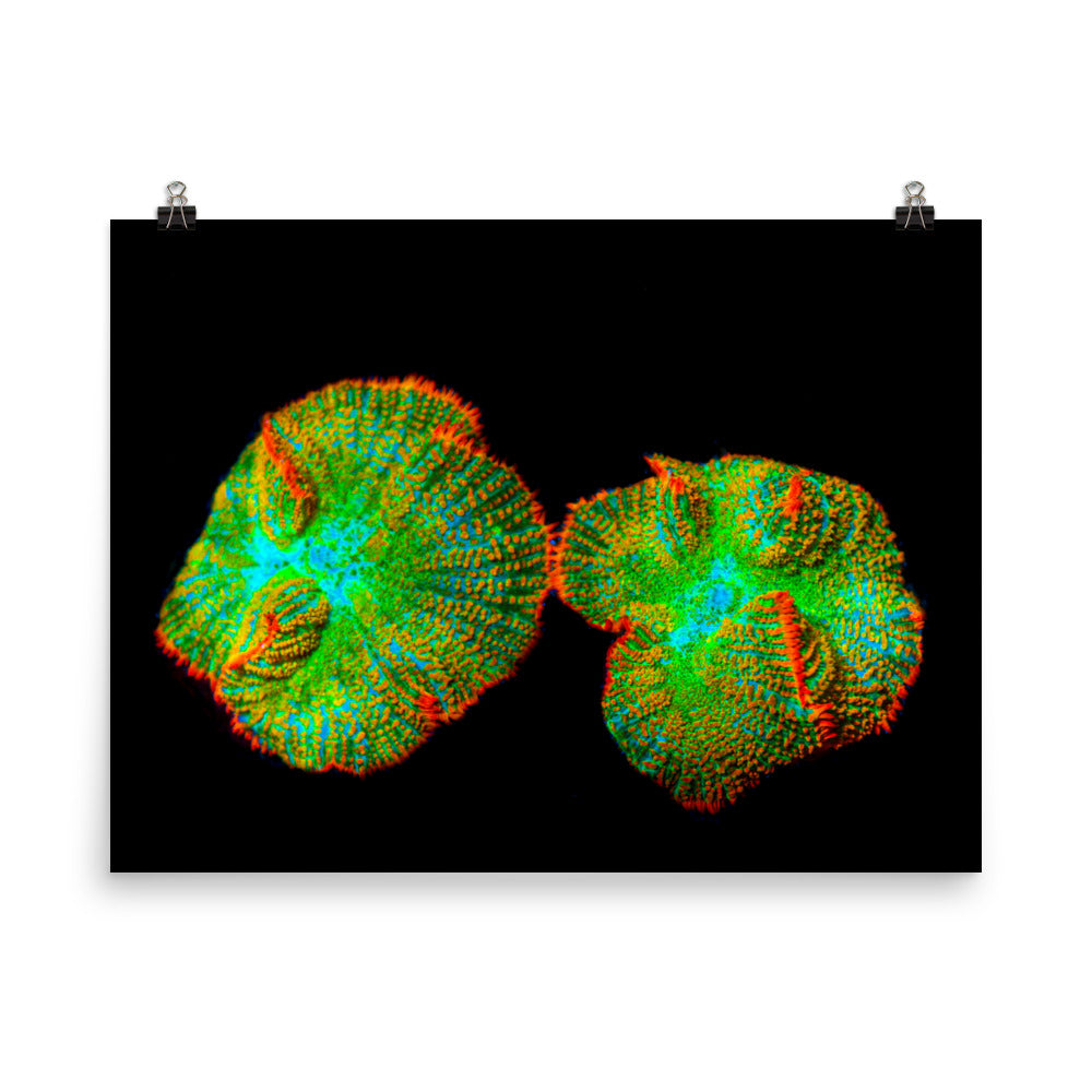 Lizard Frill - Fine Art Print - Coral Reef Photography Art