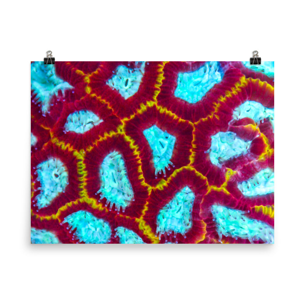 Arc Reactor - Fine Art Print - Coral Reef Photography Art