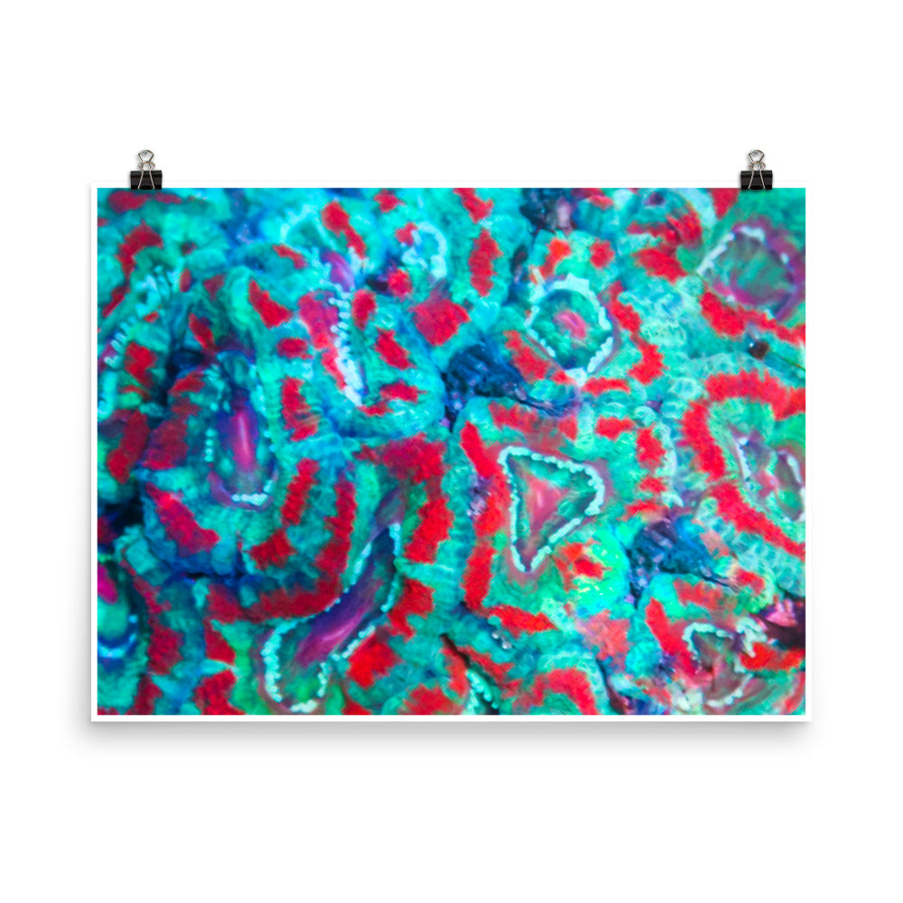 Ferr-Alligator - Fine Art Print - Coral Reef Photography Art