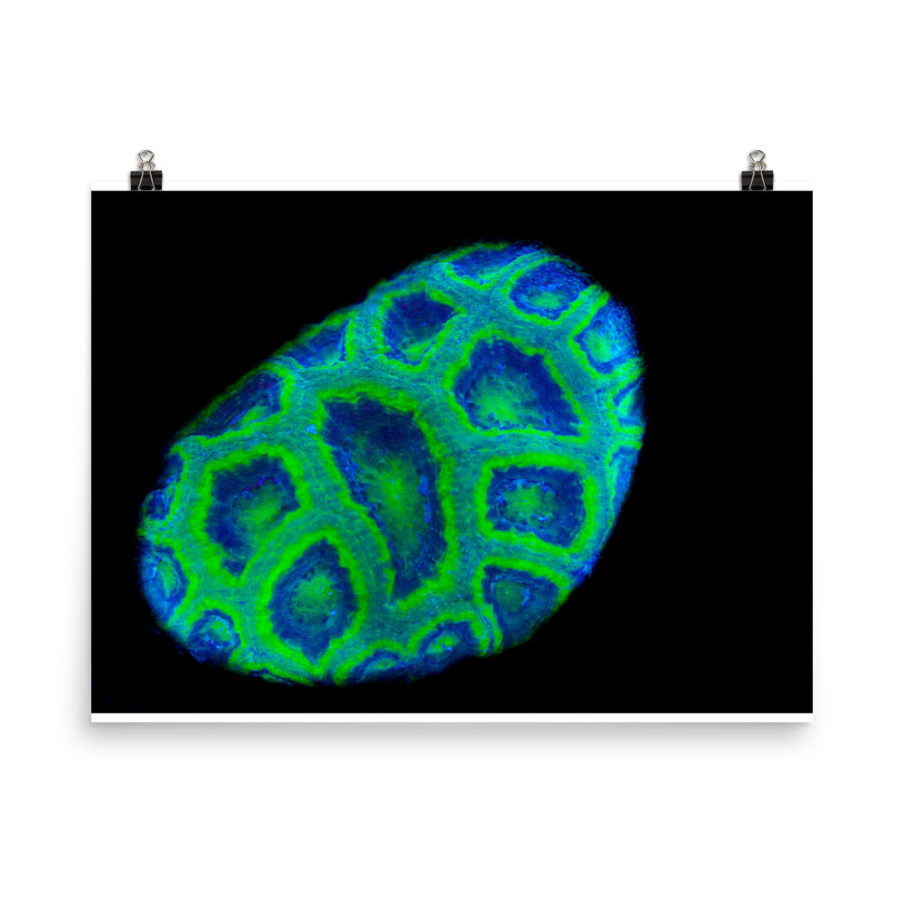 Green Petosky - Fine Art Print - Coral Reef Photography Art