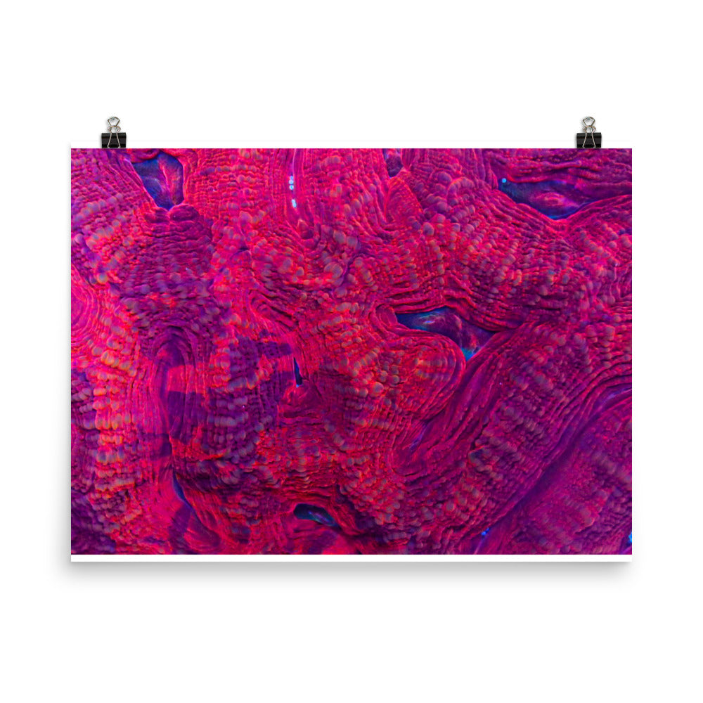 Igneous - Fine Art Print - Coral Reef Photography Art